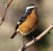 Moussier's Redstart