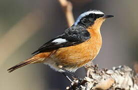 Moussier's Redstart