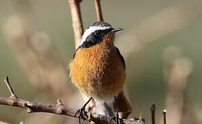 Moussier's Redstart