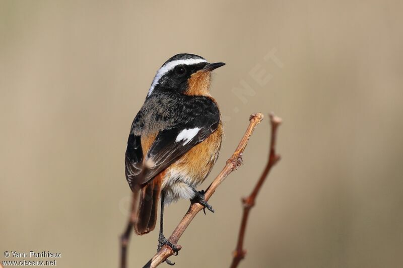 Moussier's Redstart male, identification