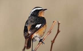 Moussier's Redstart