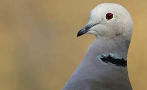 Eurasian Collared Dove