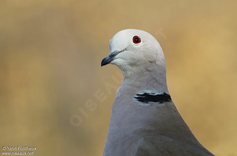 Eurasian Collared Dove, close-up portrait