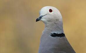 Eurasian Collared Dove