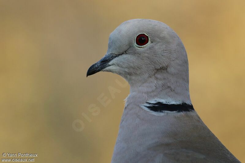 Eurasian Collared Dove, close-up portrait