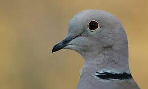 Eurasian Collared Dove