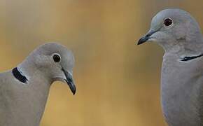 Eurasian Collared Dove