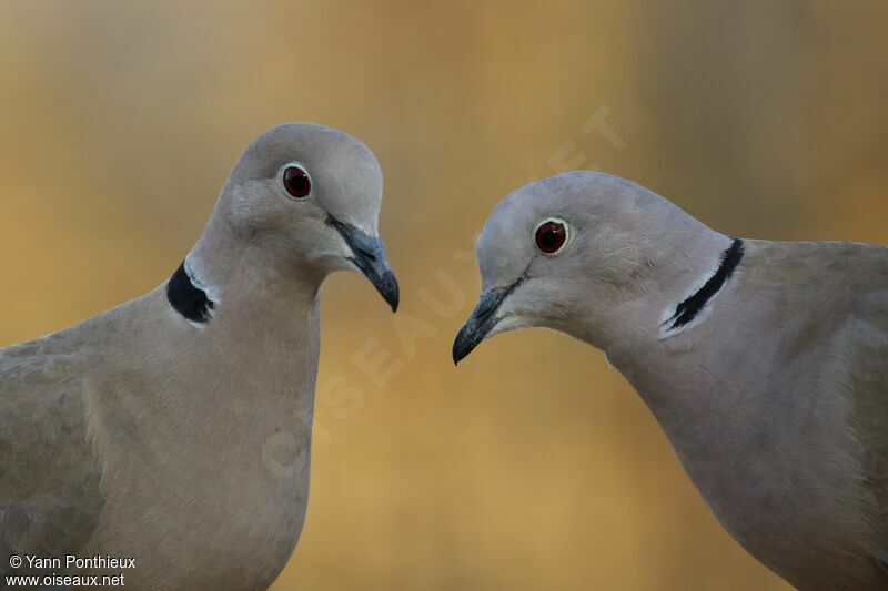 Eurasian Collared Doveadult