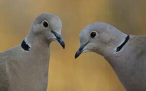 Eurasian Collared Dove