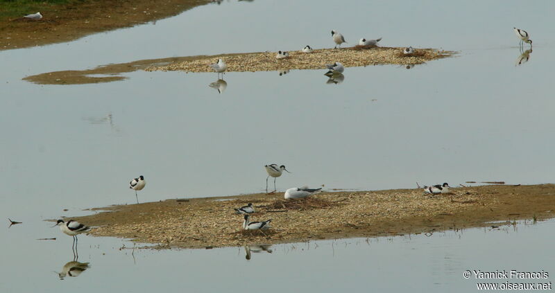 Pied Avocetadult, habitat, aspect