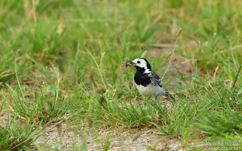White Wagtailadult, identification, aspect