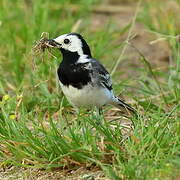 White Wagtail