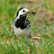 White Wagtail