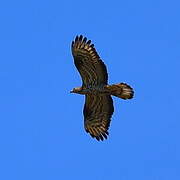 European Honey Buzzard