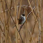 Bruant des roseaux