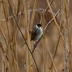 Bruant des roseaux