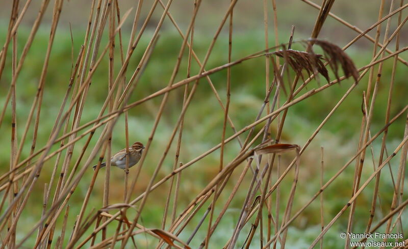 Bruant des roseaux femelle adulte, habitat