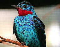 Cotinga de Cayenne