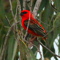 Foudi rouge