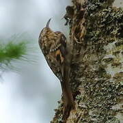 Eurasian Treecreeper