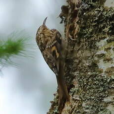 Grimpereau des bois