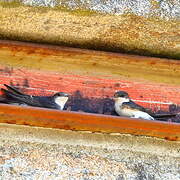 Western House Martin