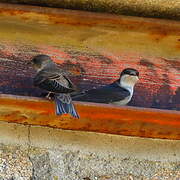 Western House Martin