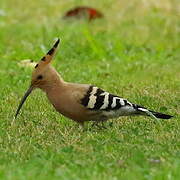 Eurasian Hoopoe