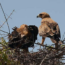 Aigle ravisseur