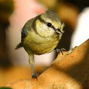 Mésange bleue