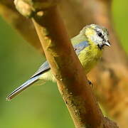 Eurasian Blue Tit