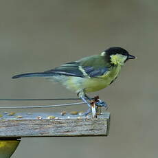 Mésange charbonnière