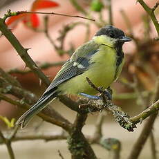 Mésange charbonnière