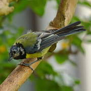 Great Tit