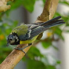 Mésange charbonnière