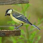 Great Tit