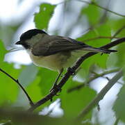 Marsh Tit