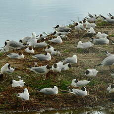 Mouette rieuse