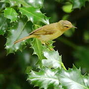 Willow Warbler