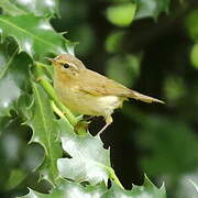 Willow Warbler