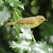 Willow Warbler