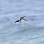 Puffin des Galapagos