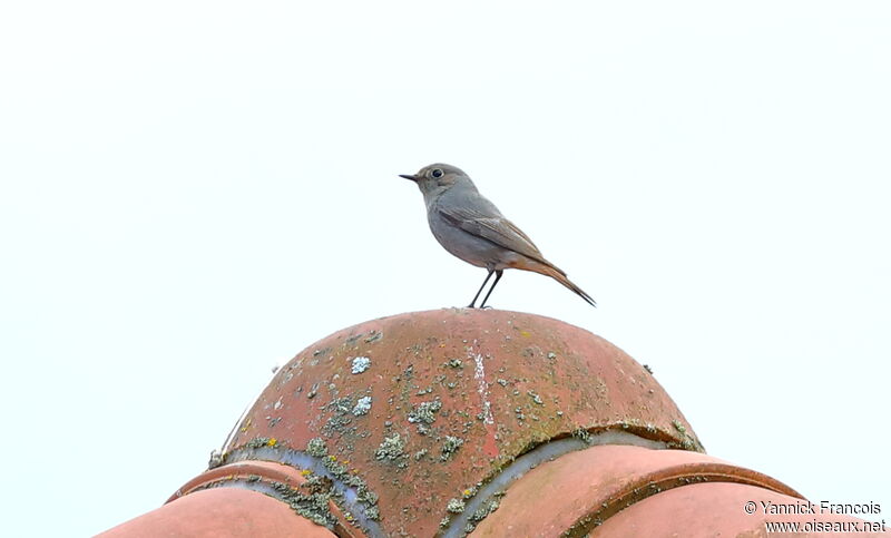 Black Redstart female adult, identification, aspect