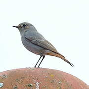 Black Redstart