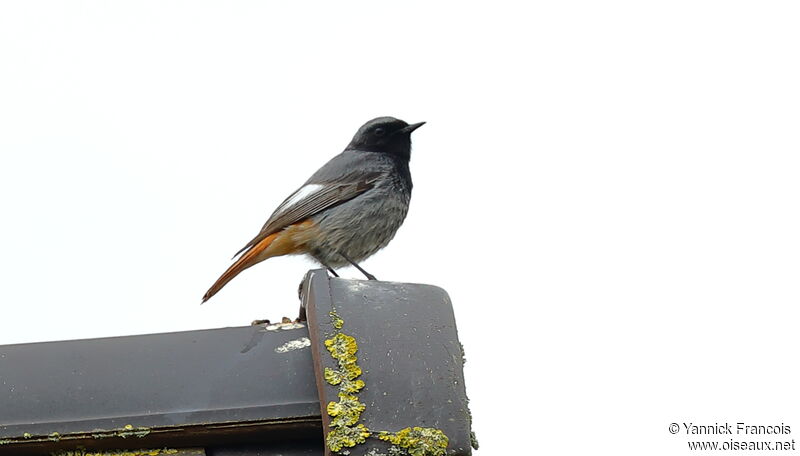 Black Redstart male adult, identification, aspect