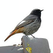 Black Redstart