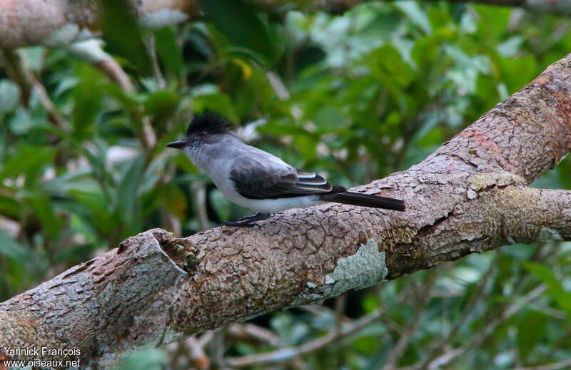 White-rumped Sirystes, identification
