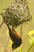 Chestnut-and-black Weaver