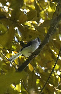 Apalis de Moreau