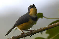 Apalis du Ruwenzori